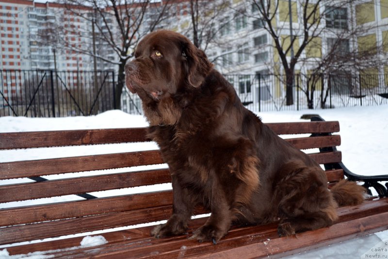 Фото: ньюфаундленд Velikiy Medved' Kameliya (Великий Медведь Камелия)