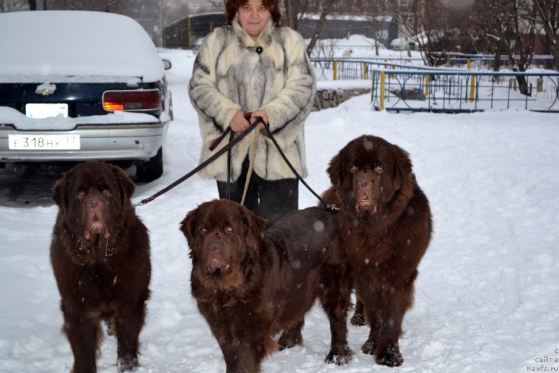Фото: ньюфаундленд Charmer Denkam Bronze (Чармер Денкам Бронз), ньюфаундленд Velikiy Medved' Kameliya (Великий Медведь Камелия), ньюфаундленд Charli The Best Helfi Pel (Чарли Де Бест Хелфи Пэл)
