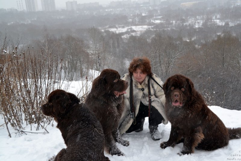 Фото: ньюфаундленд Velikiy Medved' Kameliya (Великий Медведь Камелия), ньюфаундленд Charli The Best Helfi Pel (Чарли Де Бест Хелфи Пэл), ньюфаундленд Charmer Denkam Bronze (Чармер Денкам Бронз)