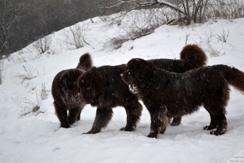 Фото: ньюфаундленд Charmer Denkam Bronze (Чармер Денкам Бронз), ньюфаундленд Charli The Best Helfi Pel (Чарли Де Бест Хелфи Пэл), ньюфаундленд Velikiy Medved' Kameliya (Великий Медведь Камелия)