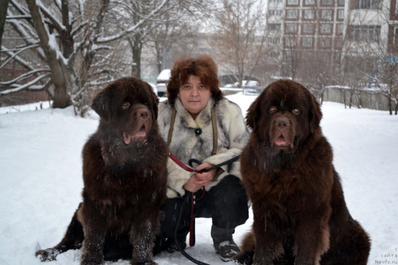 Фото: ньюфаундленд Charmer Denkam Bronze (Чармер Денкам Бронз), ньюфаундленд Charli The Best Helfi Pel (Чарли Де Бест Хелфи Пэл)