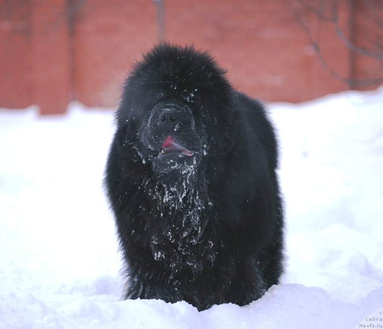 Фото: ньюфаундленд S'Nezhnaya Vjuga Armando Parusso (С'Нежная Вьюга Армандо Паруссо)