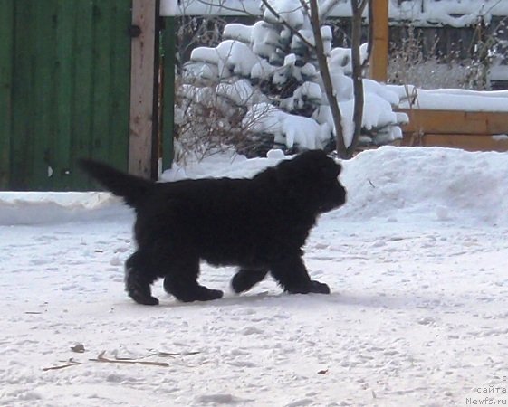 Фото: дочь, ньюфаундленд Krasota Nezemnaya s Berega Dona (Красота Неземная с Берега Дона)