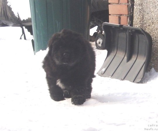 Фото: дочь, ньюфаундленд Krasota Nezemnaya s Berega Dona (Красота Неземная с Берега Дона)