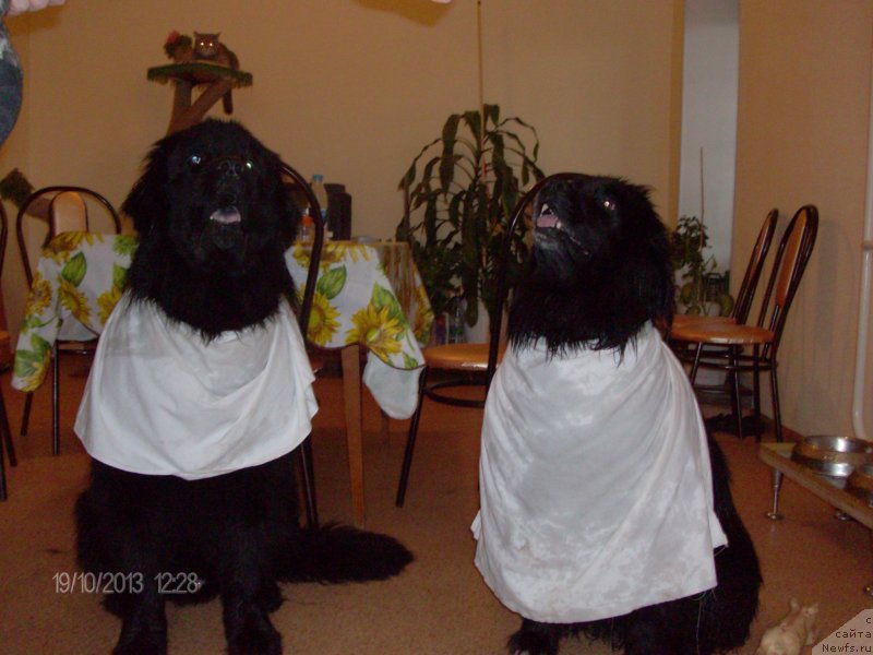 Фото: ньюфаундленд Kaiden Playful (Кайден Плейфул), Лора