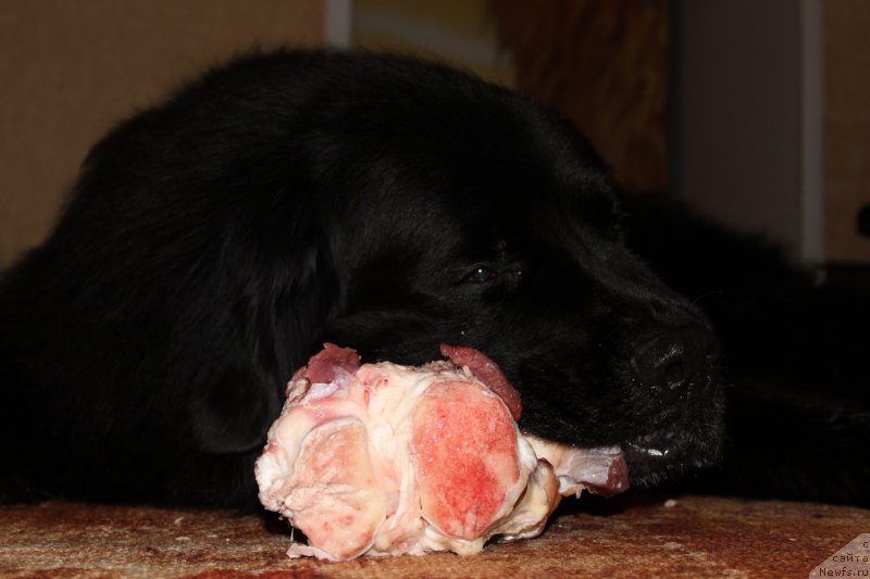 Фото: ньюфаундленд Kaiden Playful (Кайден Плейфул)