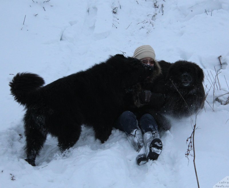 Фото: ньюфаундленд Kaiden Playful (Кайден Плейфул), Лора