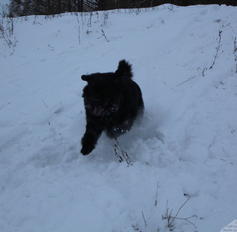 Фото: ньюфаундленд Kaiden Playful (Кайден Плейфул)