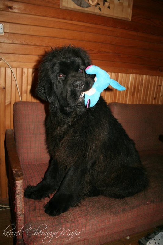 Фото: ньюфаундленд Chernaya Mafia Must Have (Черная Мафия Муст Хаве)