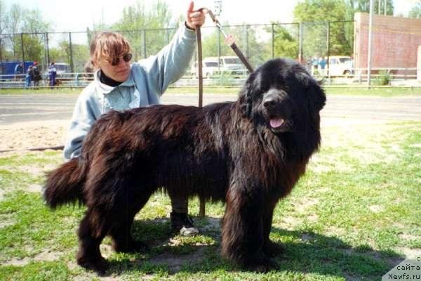 Фото: ньюфаундленд Samuel Bonk Botsvein (Сэмюэль Бонк Ботсвейн)