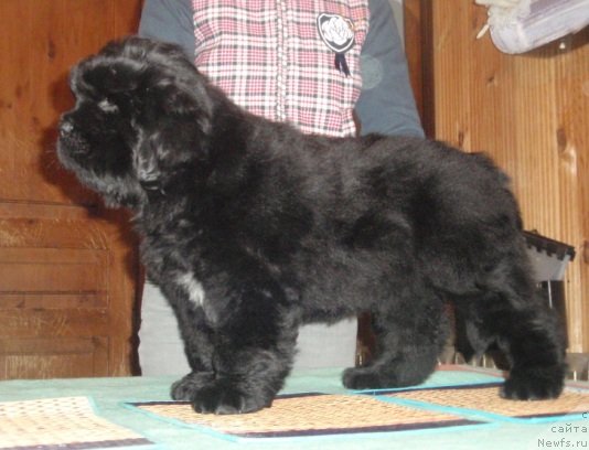 Фото: ньюфаундленд Moon Brook Good As Gold (Моон Броок Гоод Ас Голд)