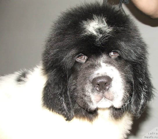 Фото: ньюфаундленд Plushevaya Panda Evian (Плюшевая Панда Эвиан)