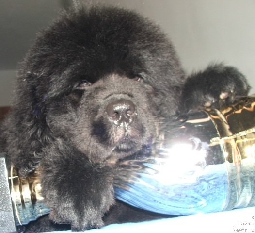 Фото: ньюфаундленд Plushevaya Panda Emporio Еlegans (Плюшевая Панда Эмпорио Элегансе)