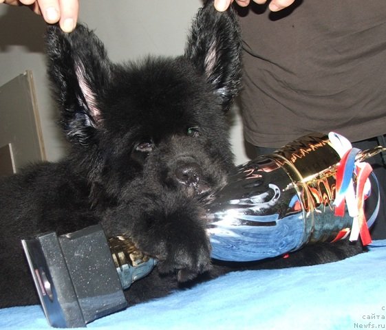 Фото: ньюфаундленд Plushevaya Panda Emporio Еlegans (Плюшевая Панда Эмпорио Элегансе)