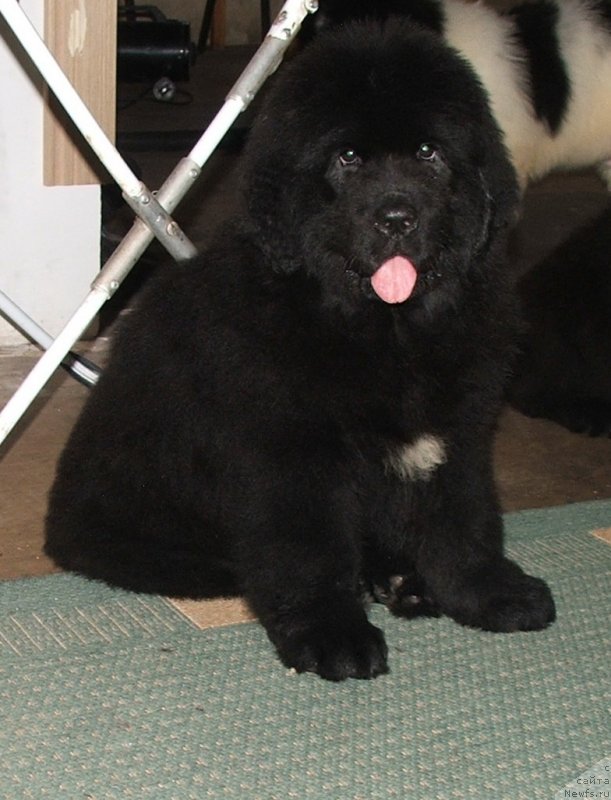 Фото: ньюфаундленд Plushevaya Panda Emporio Еlegans (Плюшевая Панда Эмпорио Элегансе)