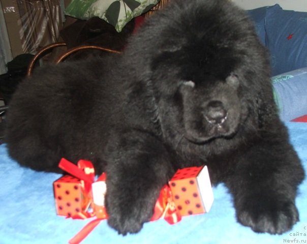 Фото: ньюфаундленд Plushevaya Panda Esfera Beautiful (Плюшевая Панда Эсфера Беаутифул)