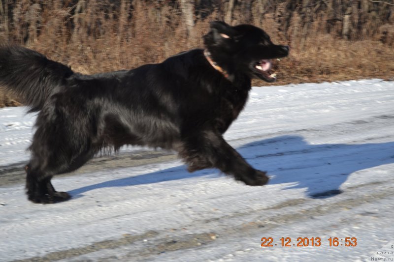 Фото: ньюфаундленд Nessi Blyek s  Lesnoy Zaimki (Несси Блэк с  Лесной Заимки)