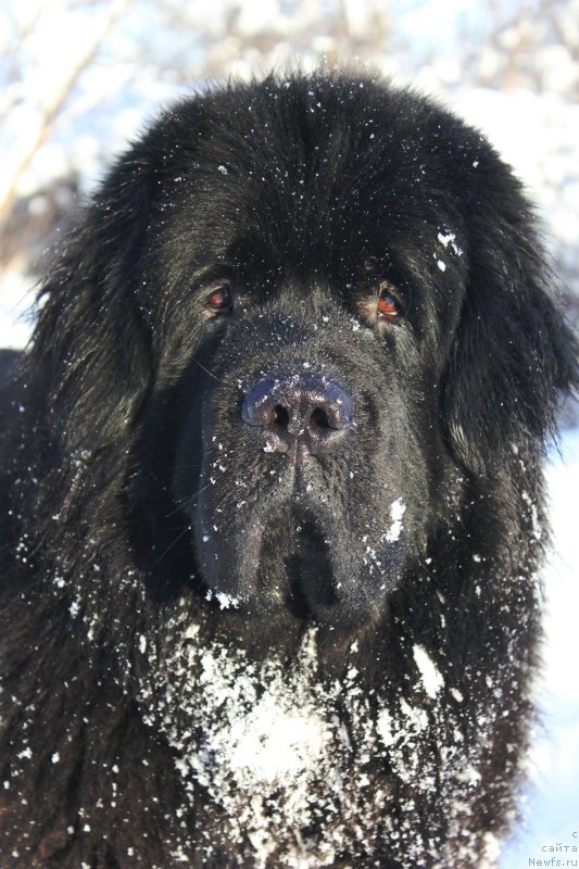 Фото: ньюфаундленд Byella Moss Aristokrat (Бэлла Мосс Аристократ)