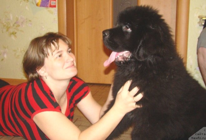 Фото: сын, ньюфаундленд Inside My Heart Midnight Bear, YUliya Burlak (Юлия Бурлак)