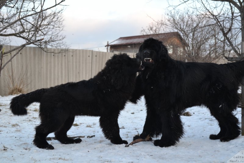 Фото: ньюфаундленд Talisman Morya Mishel' (Талисман Моря Мишель), ньюфаундленд I'm Little Princess Midnight Bear