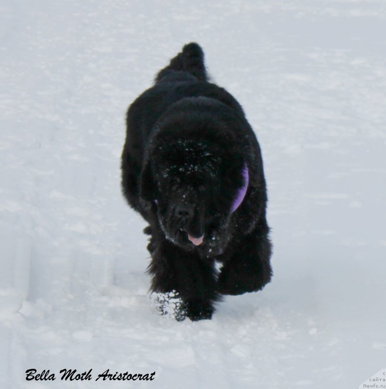 Фото: ньюфаундленд Byella Moss Aristokrat (Бэлла Мосс Аристократ)