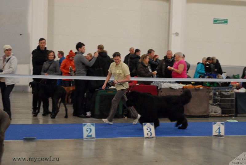 Фото: ньюфаундленд Starlit Lake's Iikka