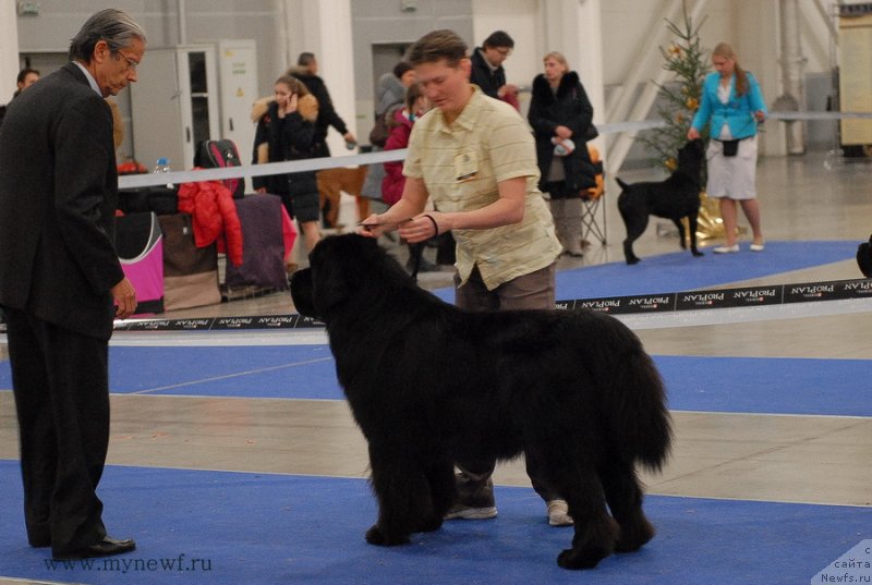 Фото: ньюфаундленд Starlit Lake's Iikka