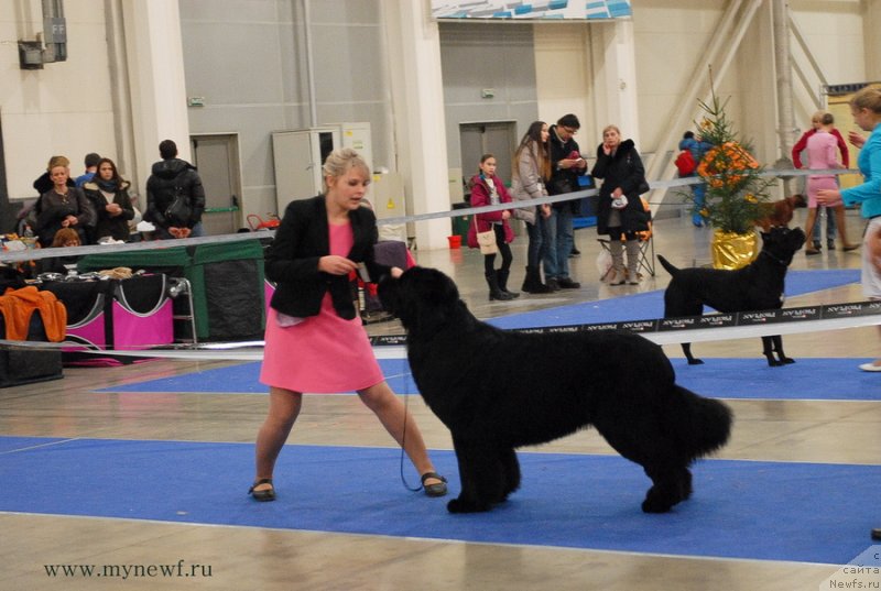 Фото: ньюфаундленд Vom Waterfall Land Ay Todor (Вом Ватерфалл Лэнд Ай Тодор)