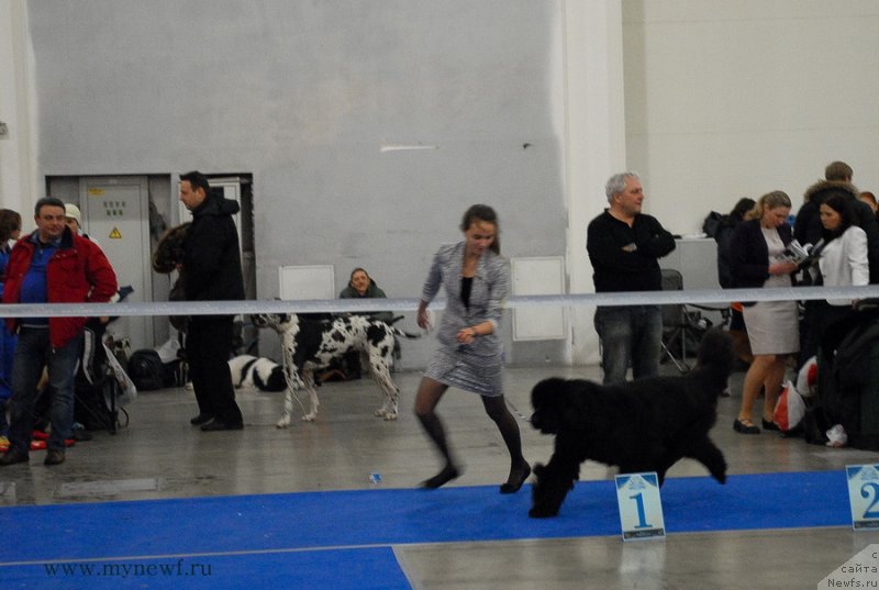 Фото: ньюфаундленд Sent Djons Rose for Me (Сент Джонс Роуз фо Ми)