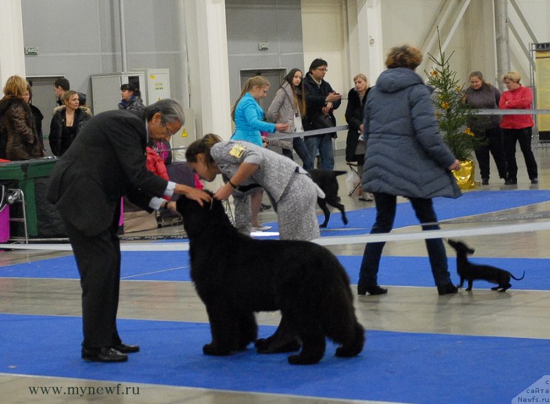 Фото: ньюфаундленд Sent Djons Rose for Me (Сент Джонс Роуз фо Ми)