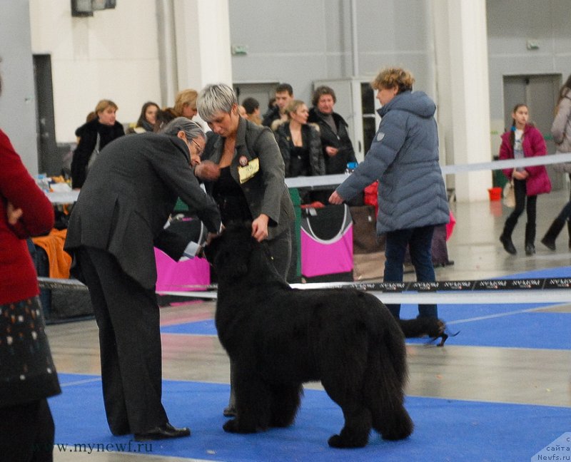 Фото: ньюфаундленд S'Nezhnaya Vjuga Amorone Sartori (С'Нежная Вьюга Амороне Сартори)