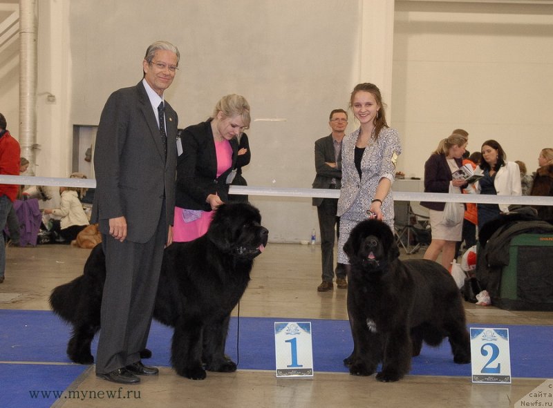 Фото: ньюфаундленд Vom Waterfall Land Ay Todor (Вом Ватерфалл Лэнд Ай Тодор), ньюфаундленд Sent Djons Rose for Me (Сент Джонс Роуз фо Ми)