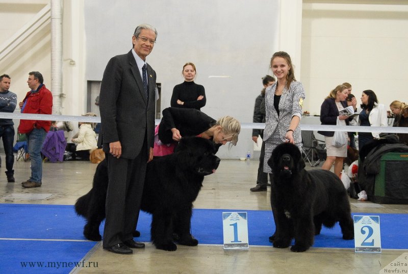 Фото: ньюфаундленд Vom Waterfall Land Ay Todor (Вом Ватерфалл Лэнд Ай Тодор), ньюфаундленд Sent Djons Rose for Me (Сент Джонс Роуз фо Ми)