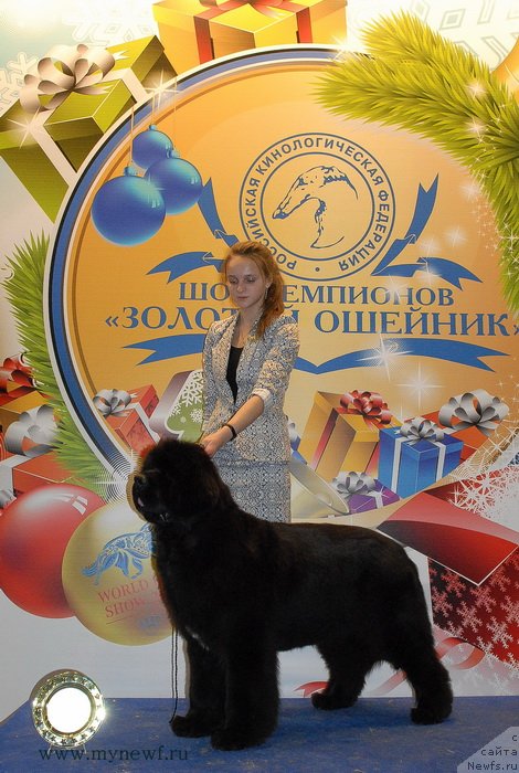 Фото: ньюфаундленд Sent Djons Rose for Me (Сент Джонс Роуз фо Ми), Margarita Dolotova (Маргарита Долотова)