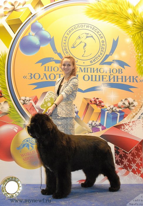 Фото: ньюфаундленд Sent Djons Rose for Me (Сент Джонс Роуз фо Ми), Margarita Dolotova (Маргарита Долотова)