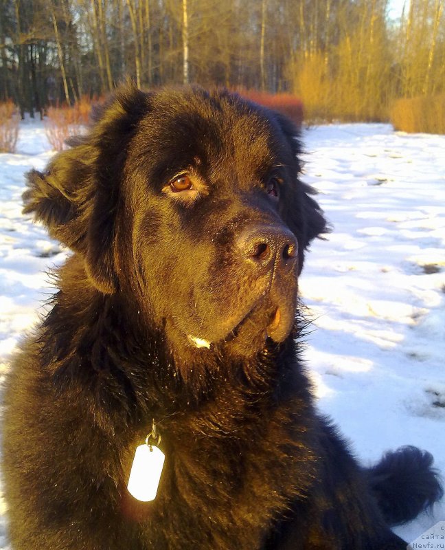 Фото: ньюфаундленд Chernyj Chank s Berega Dona (Черный Чанк с Берега Дона)