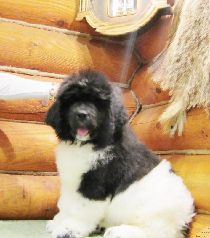 Фото: ньюфаундленд Plushevaya Panda Eau Belle Alyona (Плюшевая Панда Эау Белле Алыона)