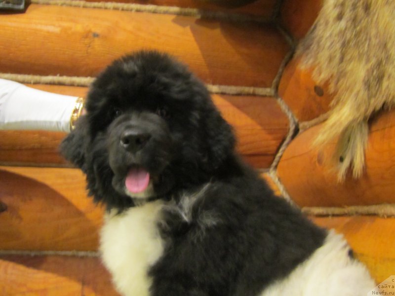 Фото: ньюфаундленд Plushevaya Panda Eau Belle Alyona (Плюшевая Панда Эау Белле Алыона)