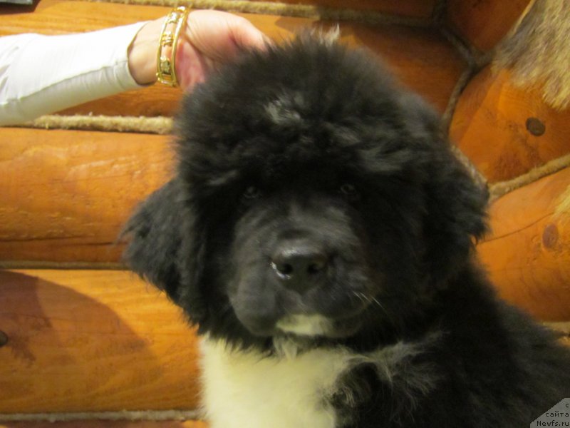 Фото: ньюфаундленд Plushevaya Panda Eau Belle Alyona (Плюшевая Панда Эау Белле Алыона)