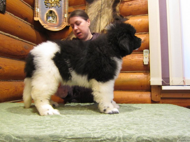 Фото: ньюфаундленд Plushevaya Panda Eau Belle Alyona (Плюшевая Панда Эау Белле Алыона), Inga SHapoval (Инга Шаповал)