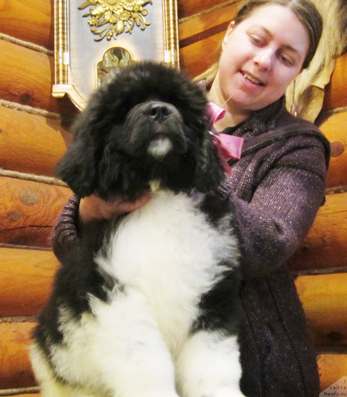Фото: ньюфаундленд Plushevaya Panda Eau Belle Alyona (Плюшевая Панда Эау Белле Алыона), Inga SHapoval (Инга Шаповал)