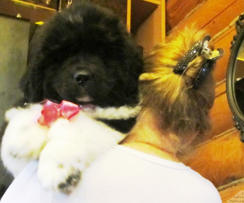 Фото: ньюфаундленд Plushevaya Panda Eau Belle Alyona (Плюшевая Панда Эау Белле Алыона)