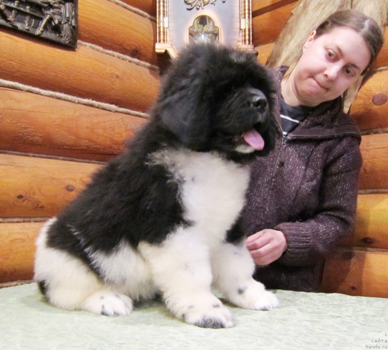 Фото: ньюфаундленд Plushevaya Panda Eau Belle Alyona (Плюшевая Панда Эау Белле Алыона), Inga SHapoval (Инга Шаповал)