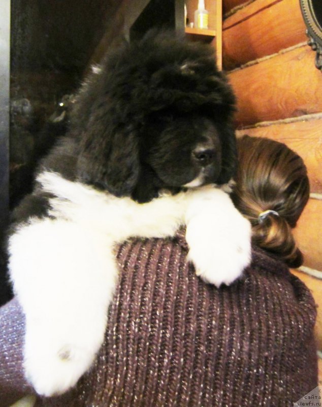 Фото: ньюфаундленд Plushevaya Panda Eau Belle Alyona (Плюшевая Панда Эау Белле Алыона), Inga SHapoval (Инга Шаповал)