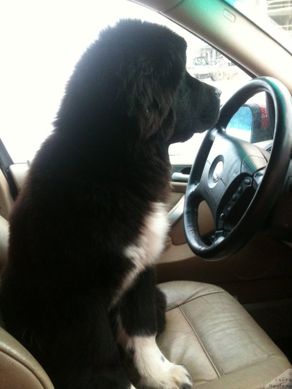 Фото: ньюфаундленд Akvian Song Ledi In Blyek (Аквиан Сонг Леди Ин Блэк)