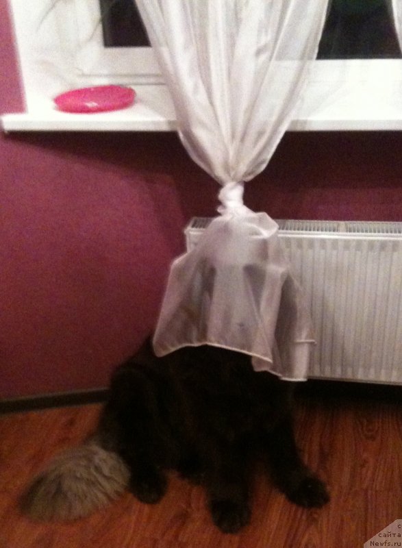 Фото: ньюфаундленд Van Len Taym Jenev'eva (Ван Лен Тайм Женевьева)