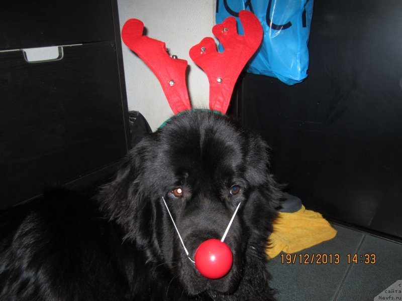 Фото: ньюфаундленд Van Len Taym Older (Ван Лен Тайм Олдер)