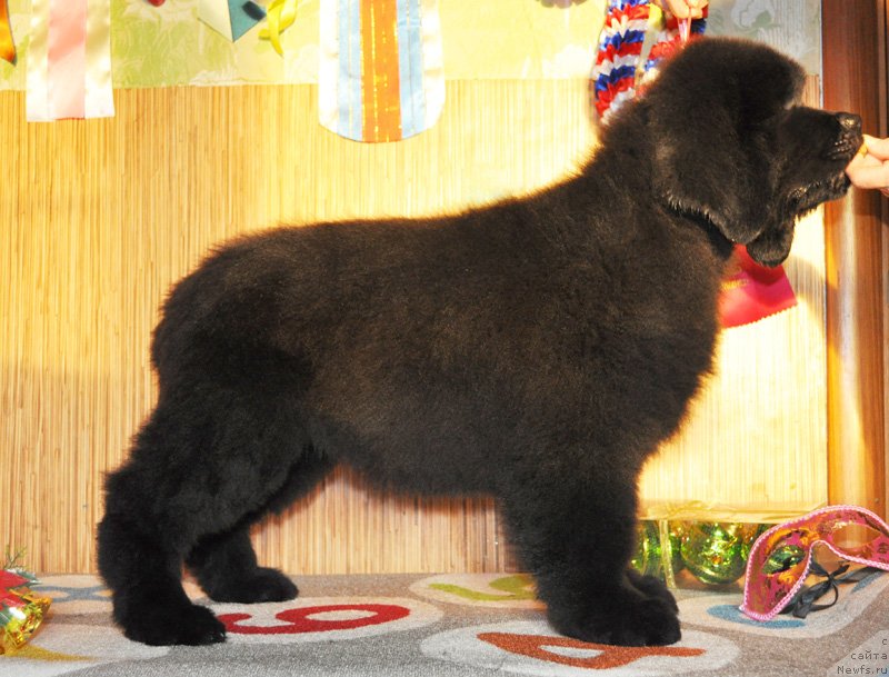 Фото: Бегущая по волнам Ричин Старс