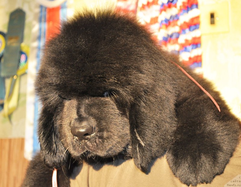 Фото: Бегущая по волнам Ричин Старс