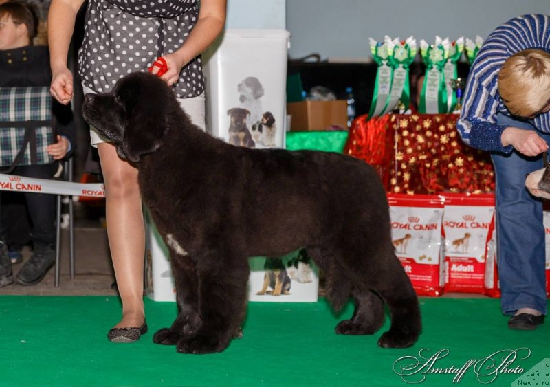 Фото: ньюфаундленд Akvian Song Lars Berger (Аквиан Сонг Ларс Бергер)